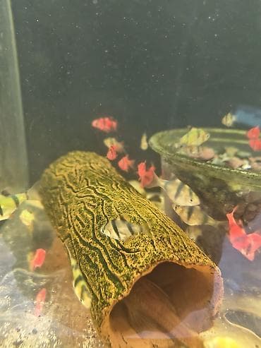 черный терьер: Беловодск !!!!! большой выбор аквариумных рыбок ! крабы креветки ( — 6