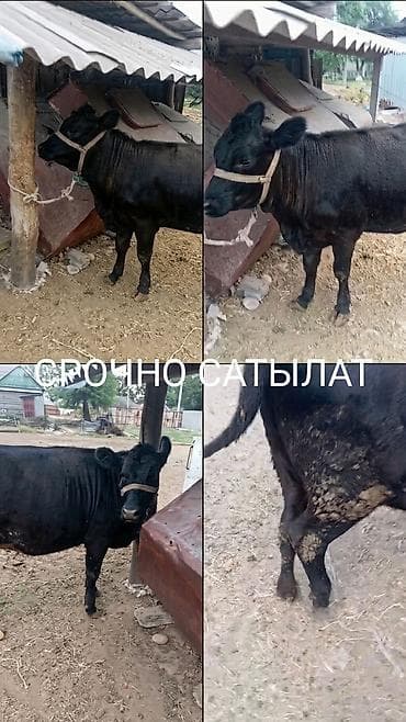Продаю | Тёлка | Абердин-ангус | На откорм, На забой, Для разведения at lalafo.kg Продаю | Тёлка | Абердин-ангус | На откорм, На забой, Для разведения