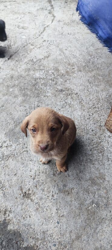 собака дом: Собака даром: 2 месяца, Самец — 6