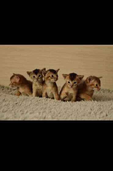 кане корсо купить щенка: Абиссинская, 1 месяц, Мальчик, Приучена к лотку, Проглистована, С документами — 2