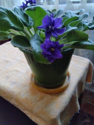 укорененные листики фиалок: Продаю комнатные фиалки, взрослые — 3