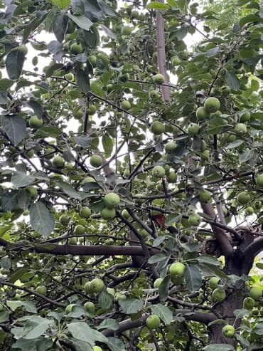 сокулук дом продажа: Дом, 95 м², 4 комнаты, Собственник, Старый ремонт — 18