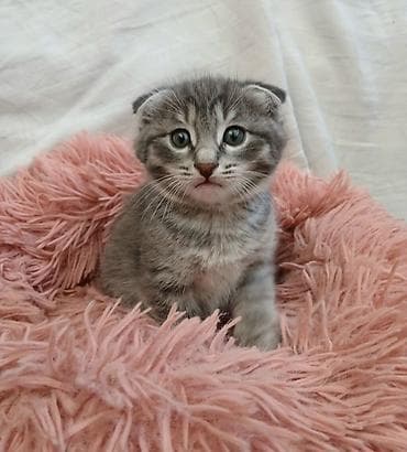 купить котенка шотландца: Вислоухий котёнок Скоттиш фолд. - Окрас: серый табби — 1