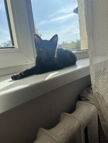 отдам котенка в добрые руки: 3 месяца, Девочка, Приучена к лотку — 10