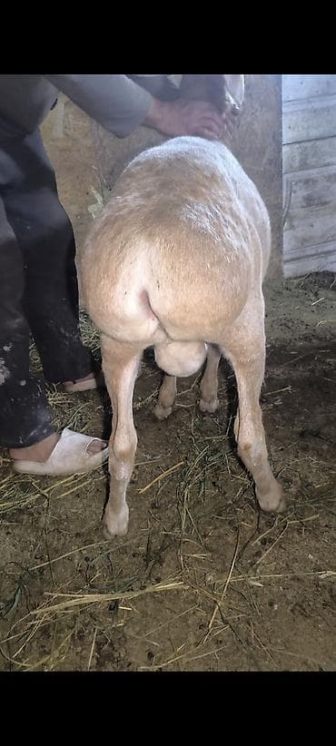 шинок хаски: Продаю | Овца (самка) | Эдильбаевская | На забой — 6