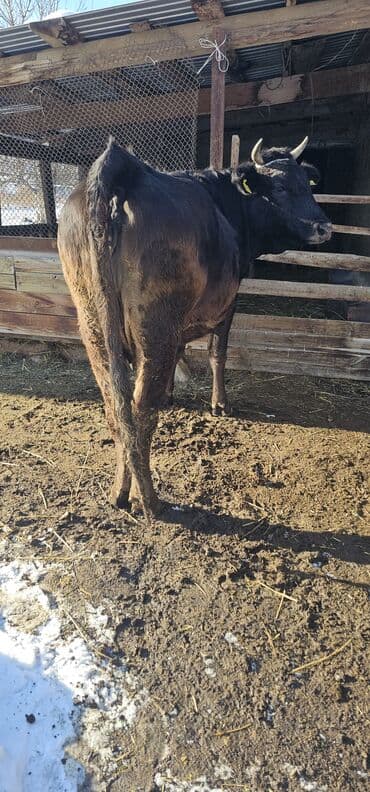 токмок животные: Продаю | Корова (самка), Бык (самец), Тёлка | Полукровка, Алатауская | Для разведения, Для молока | Стельные — 10