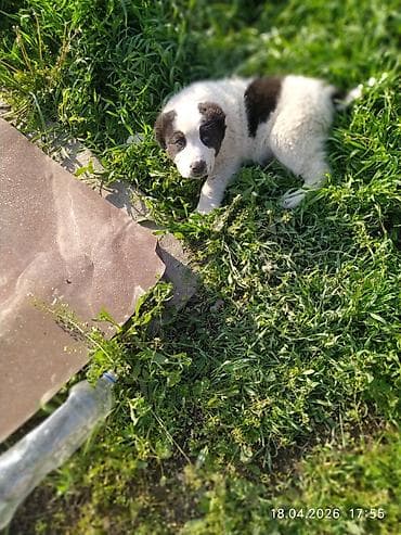 продаю тюк: Щенки по15 000 т.с обр по вотсап номеру — 6