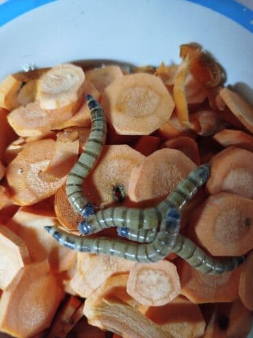 необычные животные: Продам крупных зофобусов на корм для рептилий крыс птиц ёжикам — 1