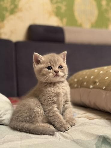 кошка породы мейн кун: Шотландские котята (скоттиш-фолд и скоттиш-страйт) - Порода — 6