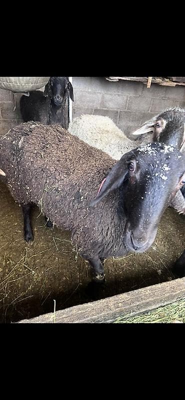 Иттер: Сатам | Ургаачы кой (ургаачы) | Көбөйтүү үчүн — 2