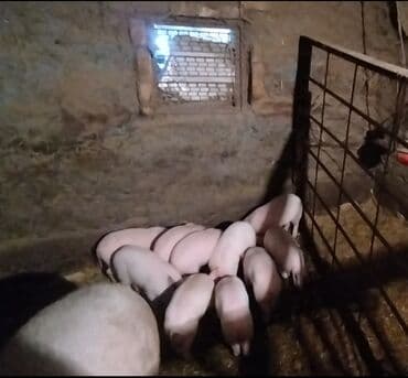 куплю домашнее животное: Продаю | Поросенок | Крупная белая | На забой | Племенные — 2