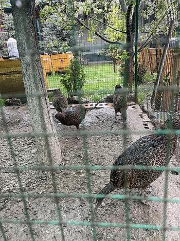 кошка домашняя: Инкубационные яйца фазана (порода румынские и есть еще охотничья — 2