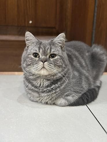 кошка манчкин: Отдаю кота в добрые руки чистокровный шотландец кастрированный — 1