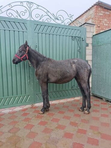 собака доберман сколько стоит: Продаю | Жеребенок | Конный спорт — 15