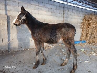 животные корова: ТАЙЛАР сатылат баасы 58 000 сом денсоолугу зынк — 1