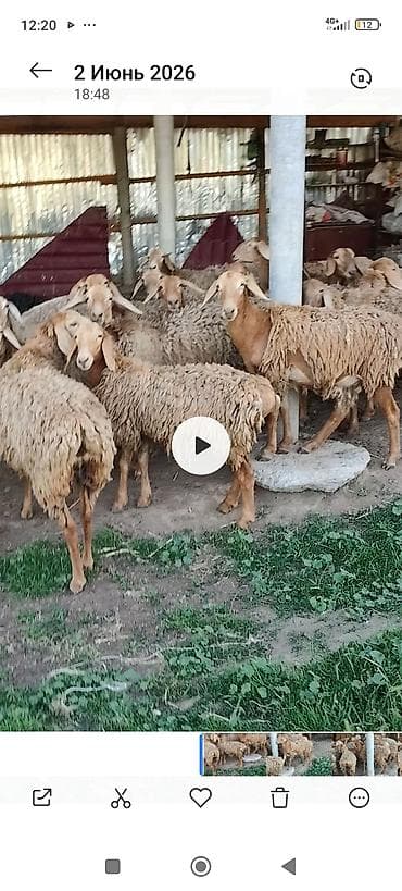 английский байтал: Продаю | Овца (самка) | Для разведения | Матка — 2