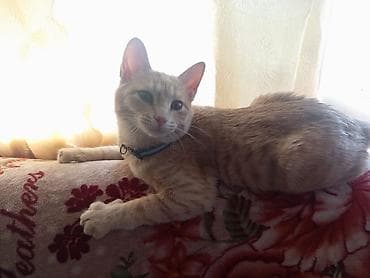 Кошка даром: Беспородная, 6 месяцев, Девочка, Приучена к лотку