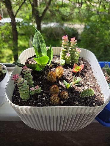 держатель для цветов: Полка, этажерка для цветов, Новый, Железо, Самовывоз — 10