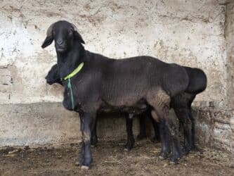 обучение собак: Продаю | Баран (самец) | На забой | Племенные — 1