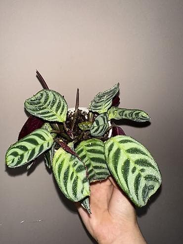 Аглаонемалар: 1) сциндапсус расписной 500(с опорой металическая) 2) эпипрмиум — 5