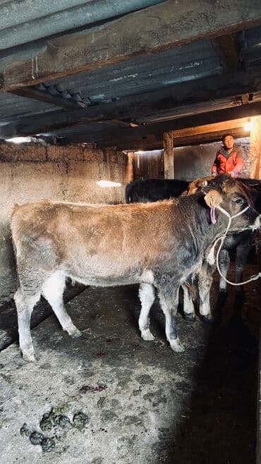 Собаки: Продаю | Тёлка | Голштин, Швицкая | Для разведения, На откорм — 1