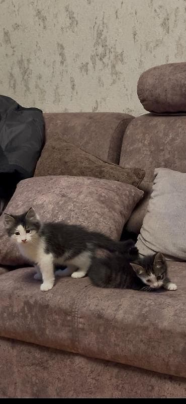 продажа котят мейн кун: Майнкун метисы Отец - дворовой крутыш🦁(крупный) Мать - Майнкун к — 2