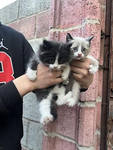 купить кошку бамбино: Котята, пушистики с выразительными глазами. - Окрас: один черно-белый — 4