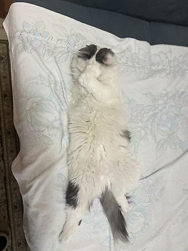 большие кошки: 1 год, Мальчик, Белый, Кастрирована, Приучена к лотку — 3