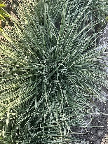 автомойка жумуш: Продаю луковицы тюльпанов, после выгонки! И садовые растения : пионы — 7