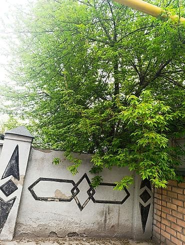 навоз даром: Отдам большое дерево. Его надо спилить — 1