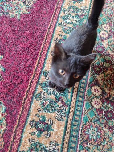 сколько стоит щенок чихуахуа: Черный котенок - Окрас: полностью черный, короткая гладкая шерсть - — 1