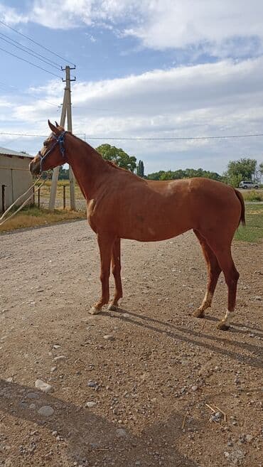 объявления о найденных собаках: Продаю | Кобыла (самка) — 9