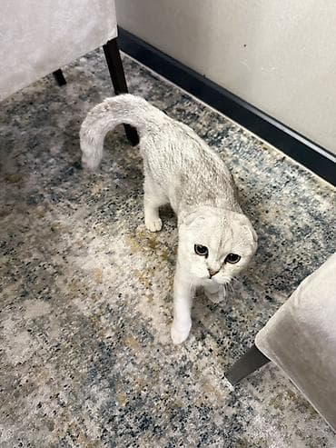 котенок шиншилла купить: Шотландская вислоухая кошка, окрас серебристый шиншилла (серебристый с — 2