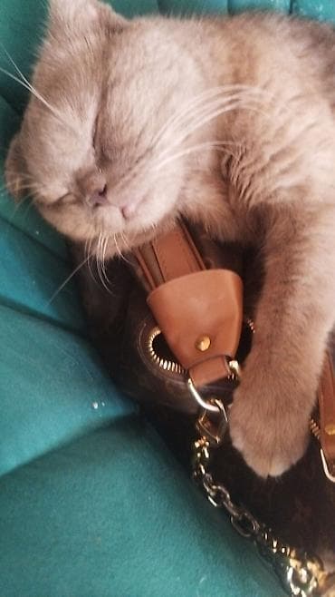 коть: ВЯЗКА 2300, ПРОДАЖА ( ДРУГАЯ ЦЕНА, дороже ! ) Шотландский вислоухий — 1