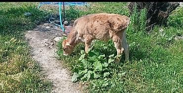 кошка породы мейн кун: Продаю | Бык (самец) | Швицкая | На откорм — 2