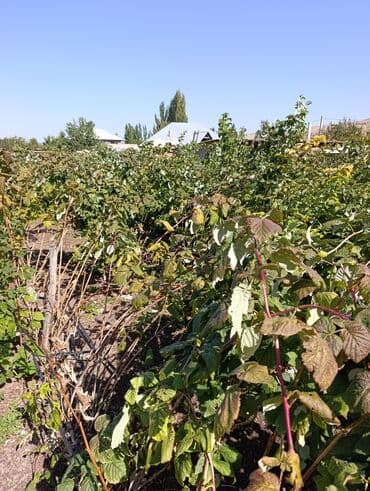 саженцы шиповника: Малина — 3