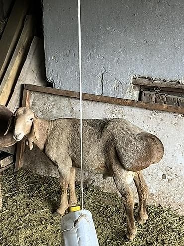 искусственное осеменение овец: Продаю | Овца (самка) | Для разведения | Матка — 2