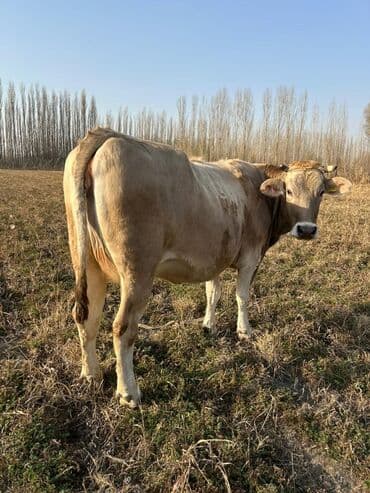 продам бу оборудование для птицефабрики: Продаю | Корова (самка), Бык (самец) | На откорм | Племенные — 13