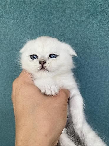 йорки собаки: Предлагается к продаже Шотландский вислоухий котёнок (Scottish Fold) — 1