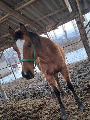 кобыла: Продаю | Кобыла (самка) — 10