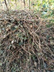 одам даром игрушки: Отдам даром виноградные ветки (лозу) на (хворост) для печки — 1