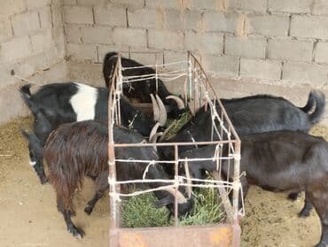 щенки доберман: Продаю | Коза (самка) | Для разведения — 1