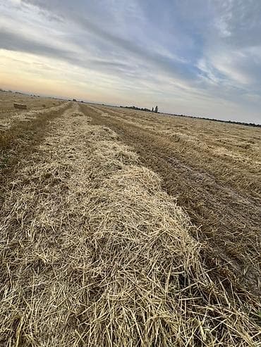 Үй жана бакча: Арпа саман 5000тук Александровка Бишкек Сокулук Белавотский срочна — 5