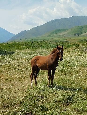 Животные: Продаю | Кобыла (самка) | Рабочий — 5