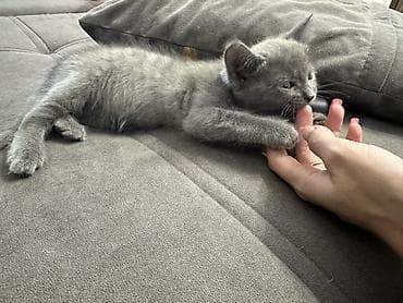 scottish fold: Отдаем бесплатно котят 2 мес черная девочка серый мальчик ❤️ в — 3