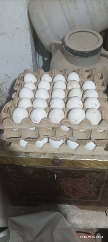 дом для кур: Продаю | Цыплята, Инкубационные яйца | Леггорн | Для разведения, Несушки — 1