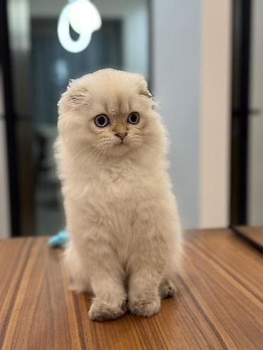 Продаётся очень красивый малыш с голубыми глазами❤️Шотоандский хайленд