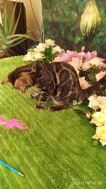 бенгальский леопардовый кот: Профессиональный Питомник Бенгалов . Бен Гла Мур предлагает Очень — 2