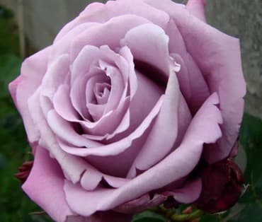 семена клевера в бишкеке: Көчөттөр гүлдүн: Розалар, Өзү алып кетүү, Акылуу жеткирүү — 9