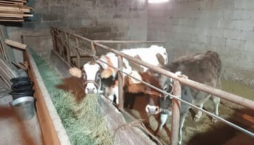 собака булдок: Сатам | Кунаажын | Аргын | Көбөйтүү үчүн, Бордоп семиртүү үчүн — 1